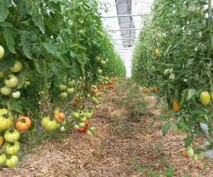 tomate 02